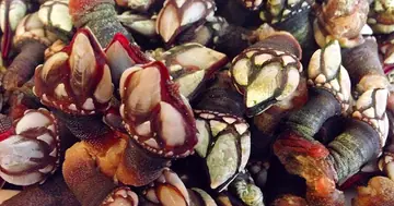 Gastronomía Gallega